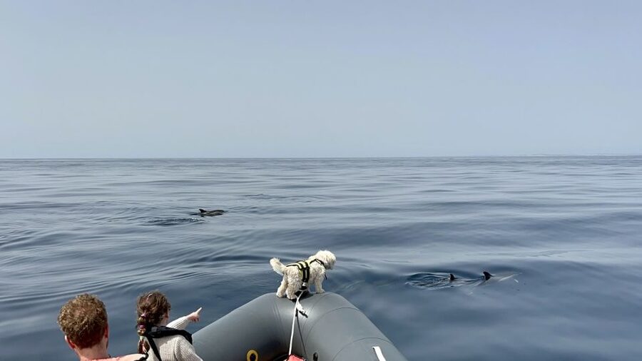 Lagoa: Dolphin Watching & Benagil Tour with Biologist Guide - Swimming in a tranquil bay, and why the stop is short