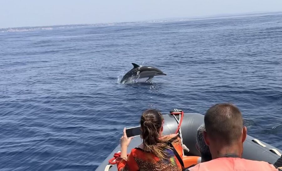 Lagoa: Dolphin Watching & Benagil Tour with Biologist Guide - What you can realistically see in Algarve waters