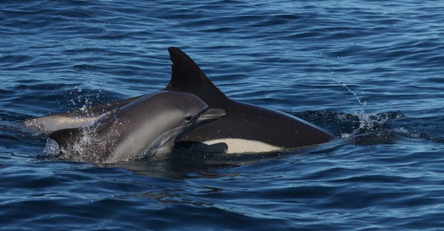 Lagoa: Dolphin Watching & Benagil Tour with Biologist Guide - Atlantic dolphin watching with a biologist mindset