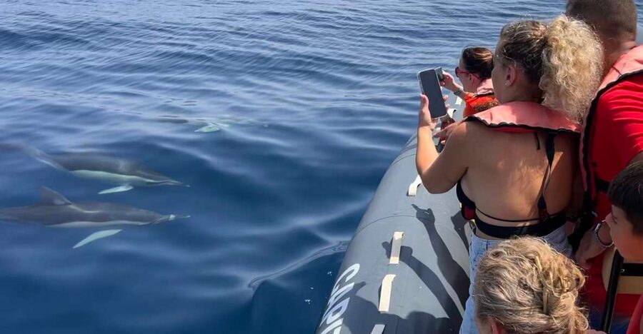 Lagoa: Dolphins Expedition with biologist guide on board - Key things to know before you go