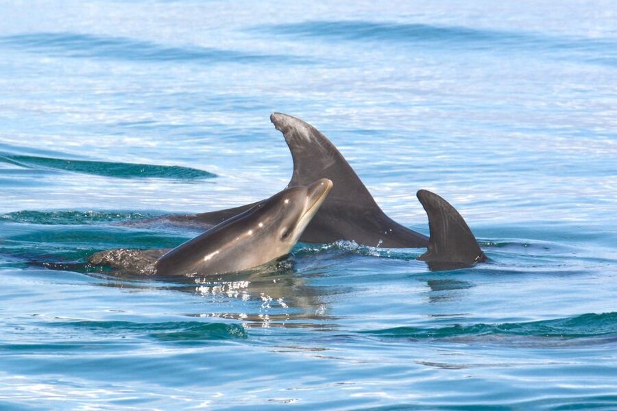 Lagoa: Dolphins Expedition with biologist guide on board - Packing for an open-sea safari: don’t underestimate wind