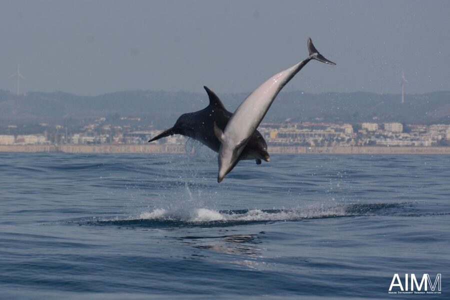 Lagoa: Dolphins Expedition with biologist guide on board - The 10-minute safety briefing that makes the rest of the trip easier