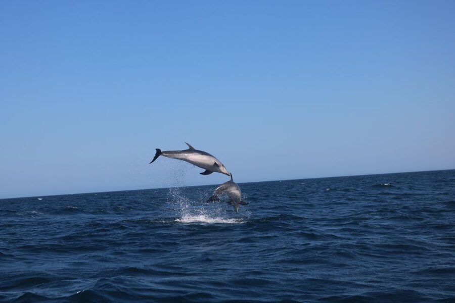 Lagoa: Dolphins Expedition with biologist guide on board - Two and a half hours of searching at sea: how sightings happen