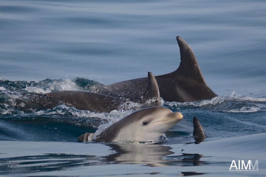 Lagoa: Dolphins Expedition with biologist guide on board - What the biologist guide adds, especially when dolphins are quiet