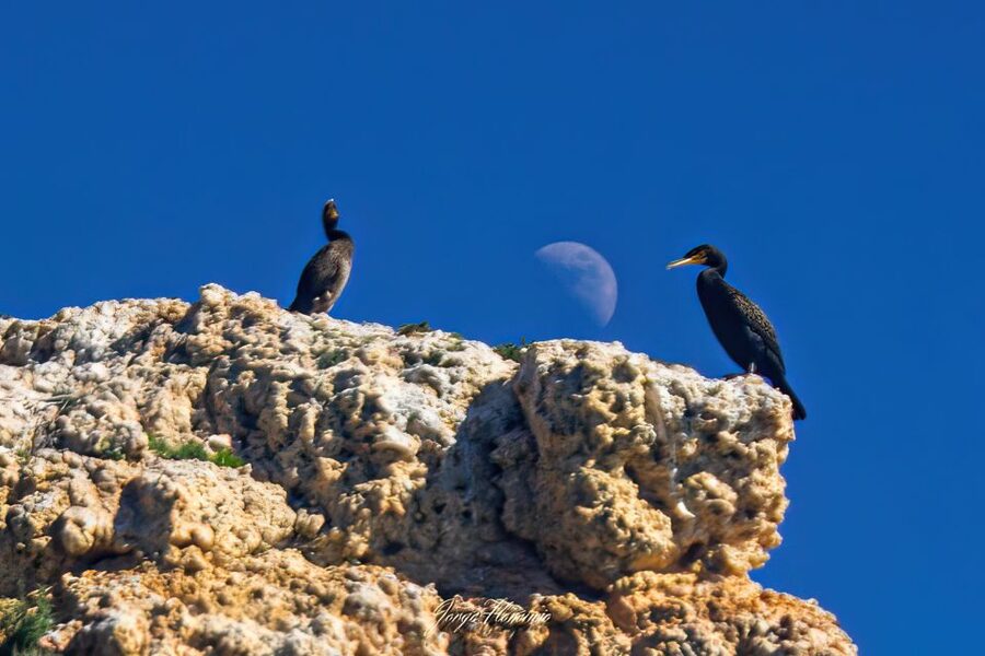 Lagoa: Dolphins Expedition with biologist guide on board - What else you might spot in Algarve waters