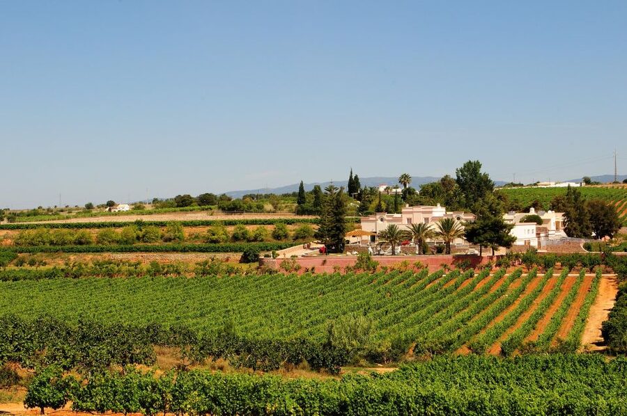 Lagoa: Guided Winery Tour and Local Wine Tasting - Barrel Cellar Aging: Why Up to 12 Months Matters