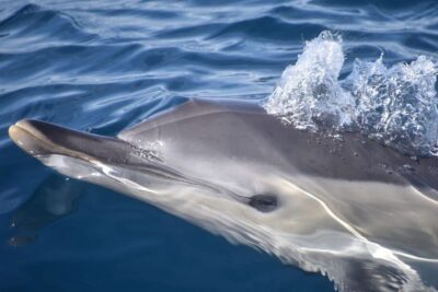 Combo Dolphin and Benagil Tour with Marine Biologist