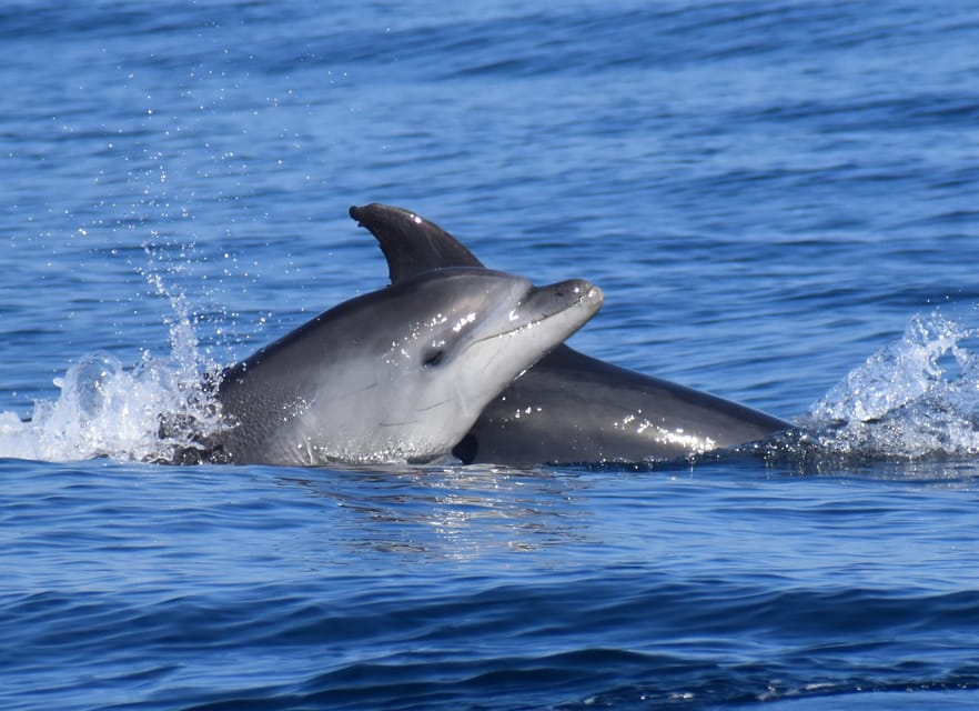 Lagos: Combo Dolphin and Benagil Tour with Marine Biologist - Comfort and safety on Hurricane: fast boat, real practical tips