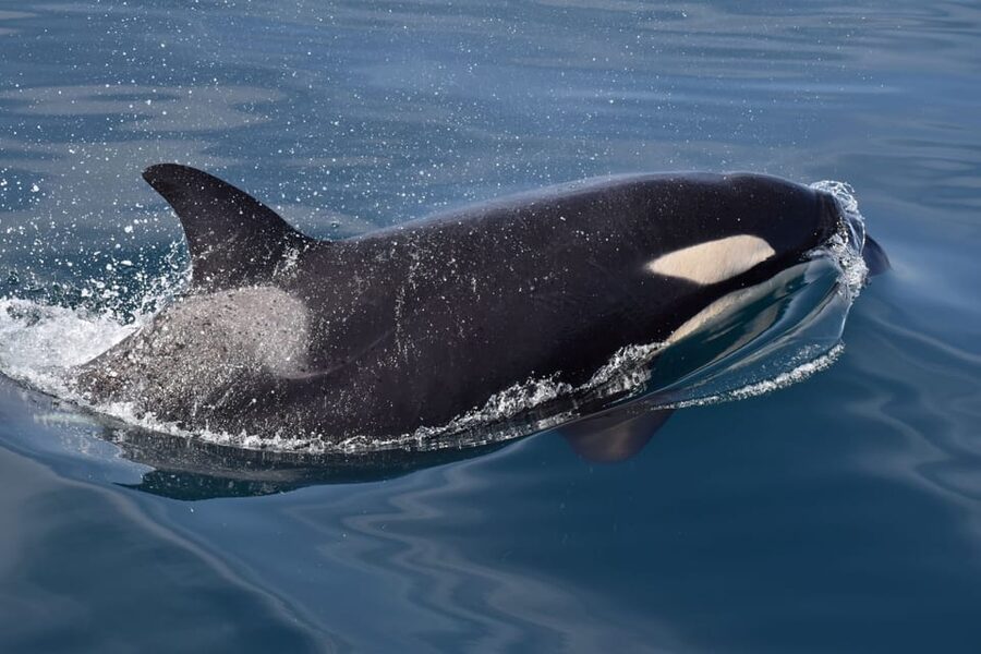 Lagos: Combo Dolphin and Benagil Tour with Marine Biologist - Who should book, and who might want a different plan
