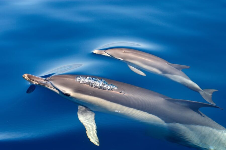 Lagos: Combo Dolphin and Benagil Tour with Marine Biologist - Should you book the Lagos dolphin and Benagil combo?