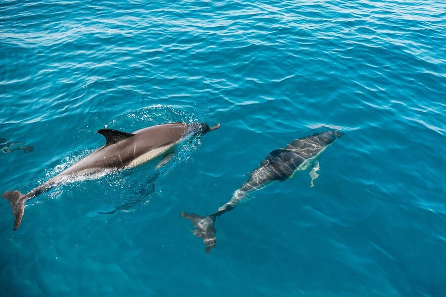 Lagos: Dolphin Watch Tour with Professional Marine Biologist - Key points before you go