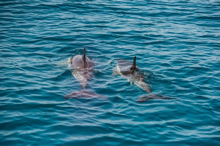 Lagos: Dolphin Watch Tour with Professional Marine Biologist - When you find dolphins: what “respectful viewing” looks like in practice