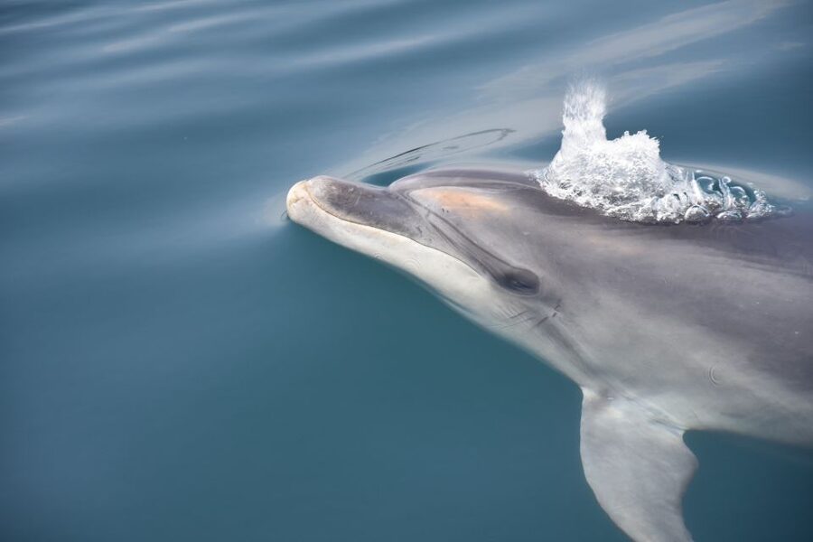 Lagos: Dolphin Watch Tour with Professional Marine Biologist - What animals you might see off Lagos, and what to do with that