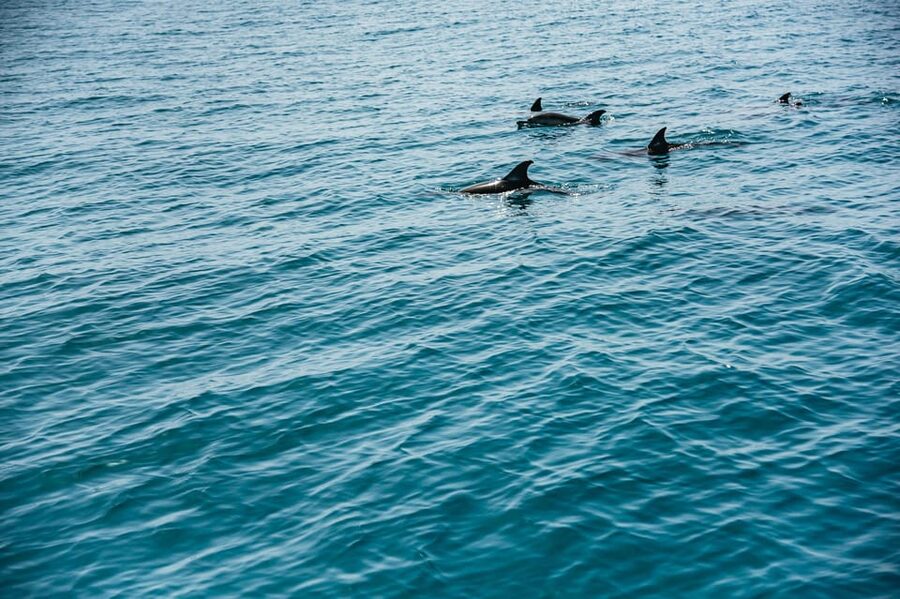 Lagos: Dolphin Watch Tour with Professional Marine Biologist - Weather, sea conditions, and timing: how to stack the odds