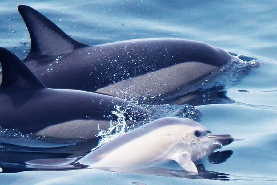 Lagos: Dolphin Watching with Professional Marine Biologists - Key things to know before you go