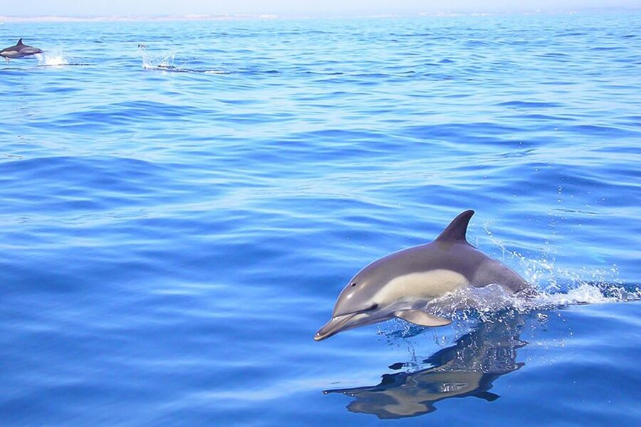 Lagos: Dolphin Watching with Professional Marine Biologists - Entering the Algarve at Marina de Lagos, Seafaris check-in