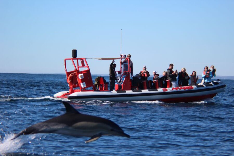 Lagos: Dolphin Watching with Professional Marine Biologists - How the search works when marine biologists are on board