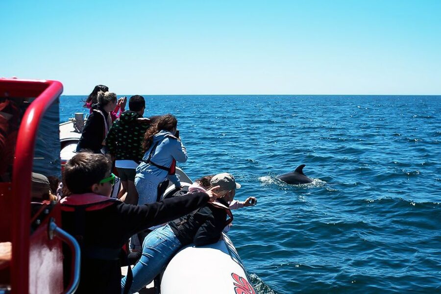Lagos: Dolphin Watching with Professional Marine Biologists - What you can spot: bottlenose, common dolphins, and surprises