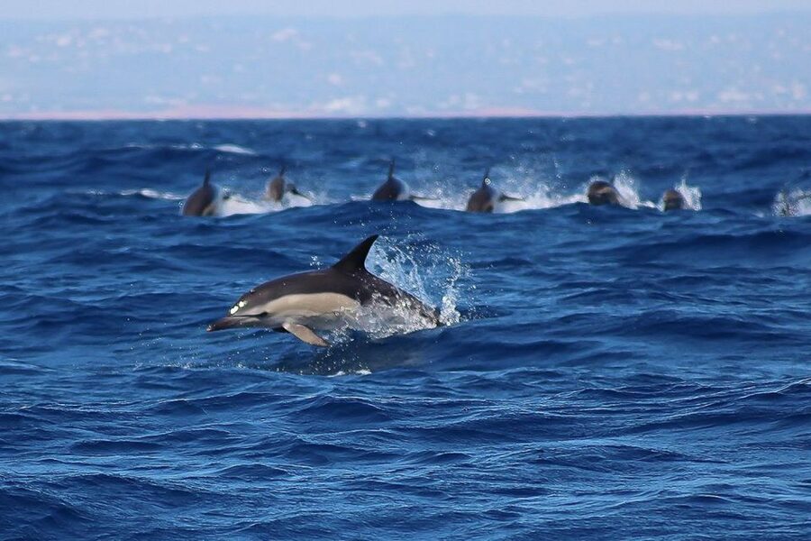 Lagos: Dolphin Watching with Professional Marine Biologists - Who this trip suits best, and who should rethink it