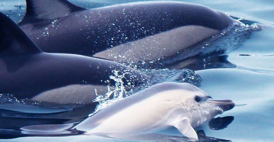 Lagos: Dolphin Watching with Professional Marine Biologists - The 90-minute Tornado RIB ride, speed you can feel