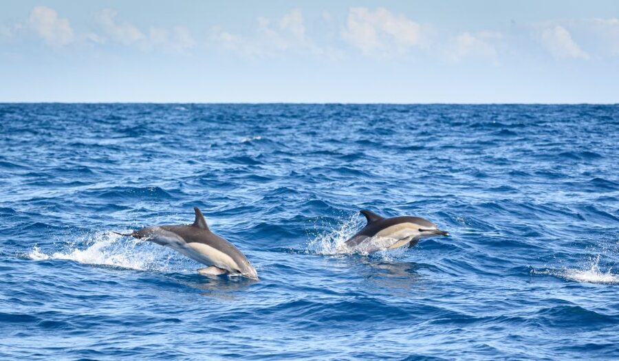Lagos: Dolphins & Caves - Catamaran - Live narration from the marine biologist (and the guides by name)