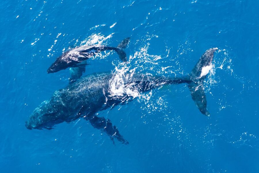 Lagos: Dolphins & Caves - Catamaran - The switch to the caves and cliffs: scenery plus water time