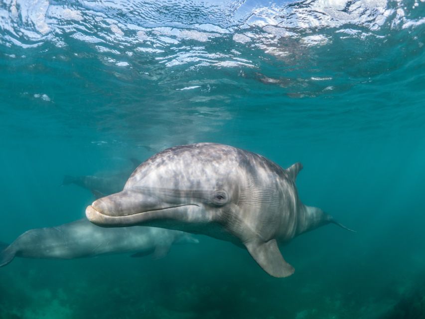 Lagos: Dolphins & Caves - Catamaran - Snack and small comforts that add real value
