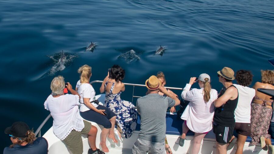 Lagos: Dolphins & Caves - Catamaran - Price and value: is $58 fair for 2.5 hours?