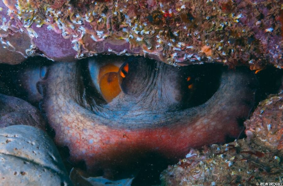 Lagos: Guided Scuba Diving Trip for Beginners - Safety rules, medical limits, and the 18-hour flight gap
