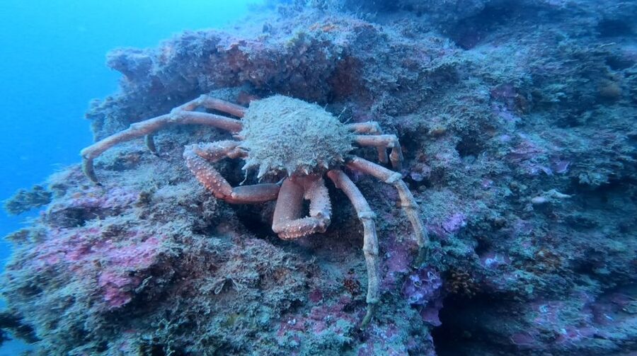 Lagos: Guided Scuba Diving Trip for Beginners - Price and value: what $135 covers and what it does not