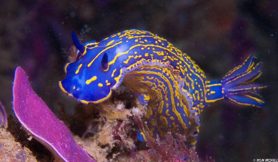 Lagos: Guided Scuba Diving Trip for Beginners - Packing for the water, plus the no-personal-items rule