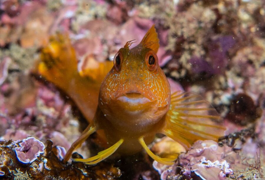 Lagos: Guided Scuba Diving Trip for Beginners - From the meeting point on Avenida to full equipment