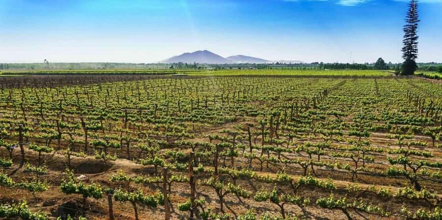 Lagos/Praia da Luz: Wine Tour, Tastings, Tapas, and Music - Shopping for bottles and regional products at the end