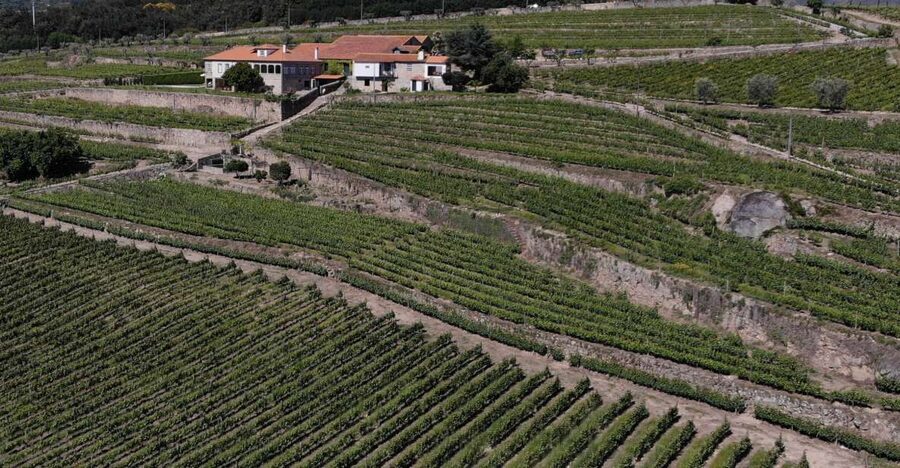 Lamego: Quinta da Portela de Baixo Winery Tour and Tasting - Small-group feel, private pacing, and what you might learn