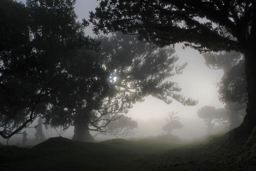 Let-Me-Surprise-You Madeira Full Day Private Tour - Key highlights that make this tour worth your time