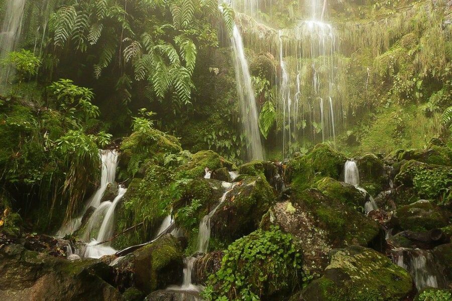 Levada Walk and Caldeirao Verde Waterfalls: Madeira - 4.5 hours on the levada: stone paths, flora, and low tunnels