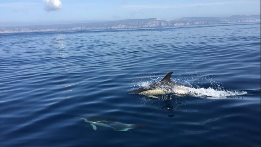Lisbon: Arrábida Natural Park Dolphin Watching Boat Tour - Arrábida Natural Park dolphin watching, the semi-inflatable way