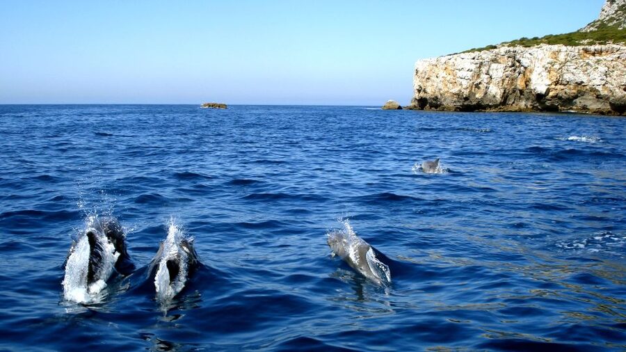 Lisbon: Arrábida Natural Park Dolphin Watching Boat Tour - The dolphin hunt: how 95% odds play out on the water