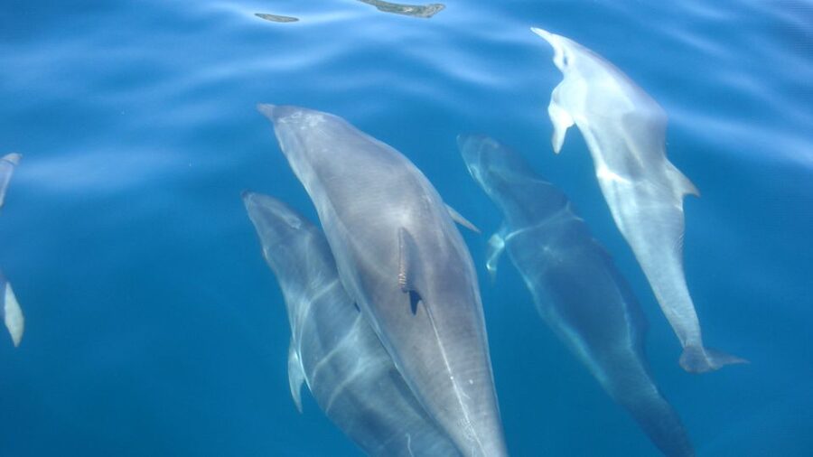 Lisbon: Arrábida Natural Park Dolphin Watching Boat Tour - The regional pastry stop and why that tiny moment counts