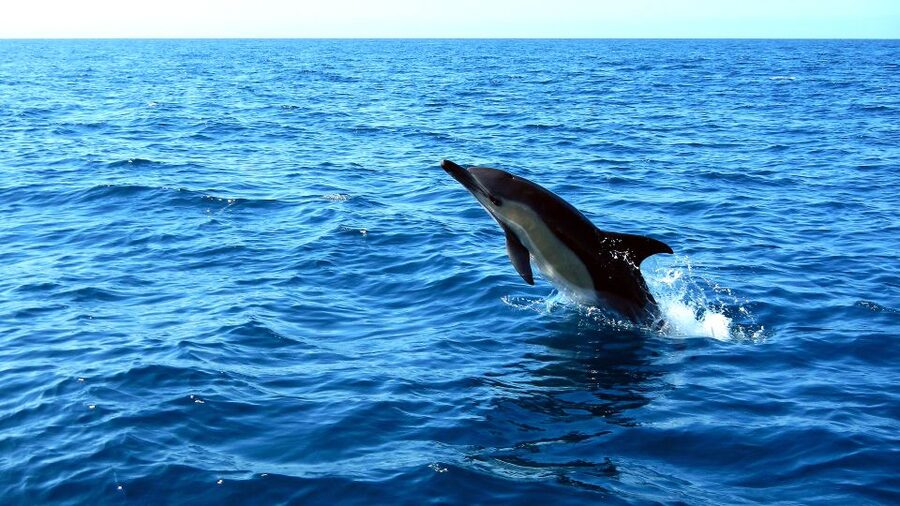 Lisbon: Arrábida Natural Park Dolphin Watching Boat Tour - Price and logistics: is $58 a good deal for Lisbon?
