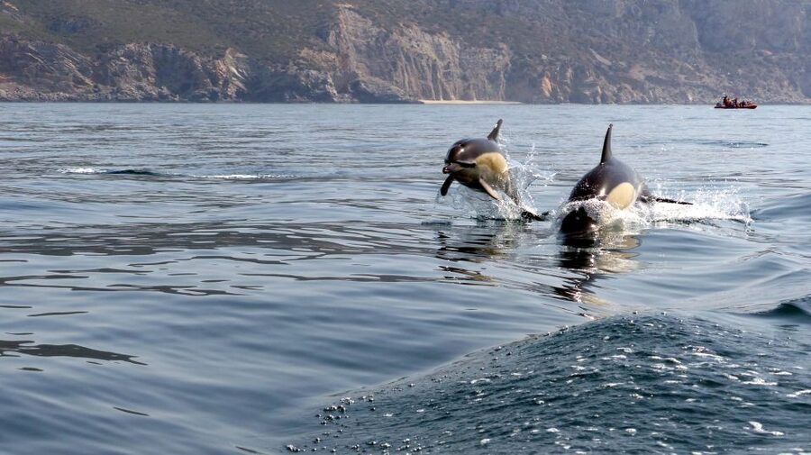 Lisbon: Arrábida Natural Park Dolphin Watching Boat Tour - What to pack, and how to handle wind and waves