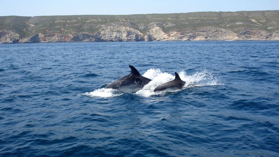 Lisbon: Arrábida Natural Park Dolphin Watching Boat Tour - Who should book this dolphin boat tour, and who might not