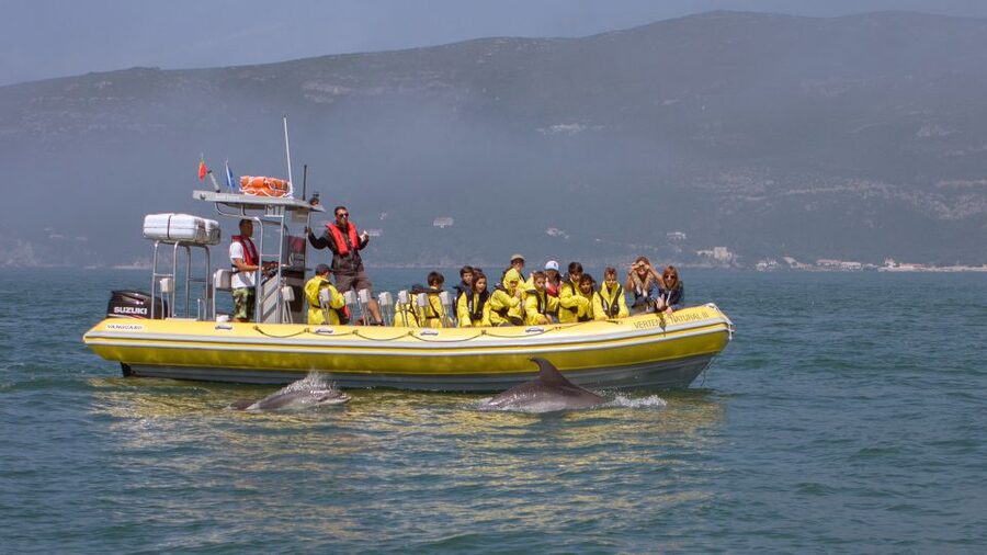 Lisbon: Arrábida Natural Park Dolphin Watching Boat Tour - Sesimbra port timing and what the coastline search really looks like