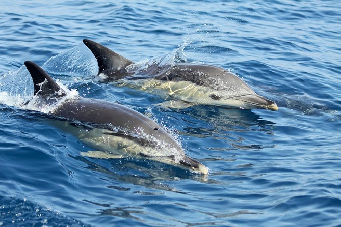 Lisbon: Dolphin Watching with a Marine Biologist - Ocean Safari - Where the RIB leaves Lisbon: Alcântara dock details that matter