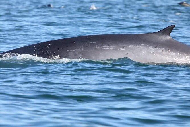 Lisbon: Dolphin Watching with a Marine Biologist - Ocean Safari - The boat experience: jockey seats, standing room, and staying comfortable