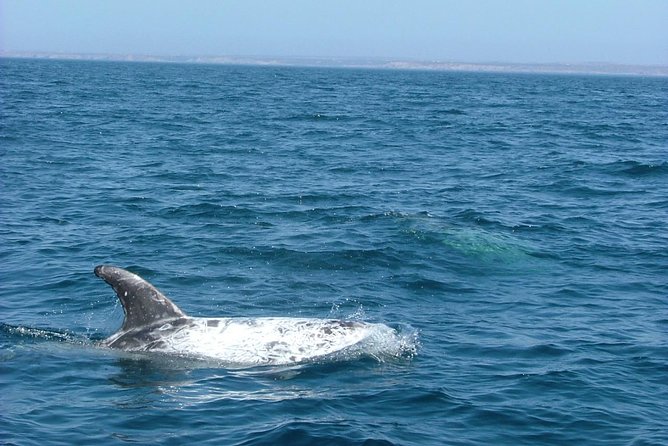 Lisbon: Dolphin Watching with a Marine Biologist - Ocean Safari - Cold wind, choppy water, and seasickness tips you can actually use