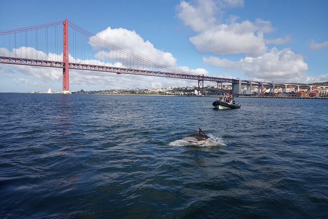 Lisbon: Dolphin Watching with a Marine Biologist - Ocean Safari - Price and value: what $62.88 buys you in the real world