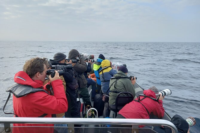 Lisbon: Dolphin Watching with a Marine Biologist - Ocean Safari - Who this Lisbon dolphin safari is best for