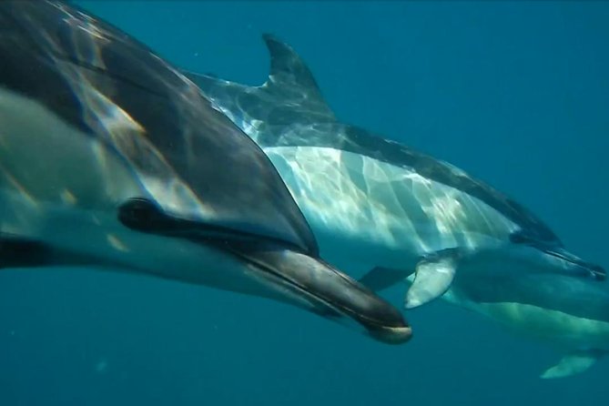 Lisbon: Dolphin Watching with a Marine Biologist - Ocean Safari - Dolphin watching with a marine biologist: how the hunt becomes fun