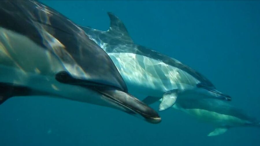 Lisbon: Dolphin Watching with Marine Biologist - Quick hits before you go